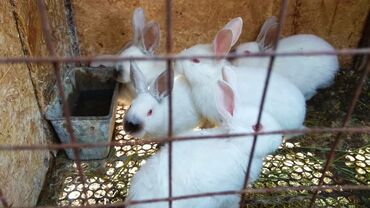 куплю кроликов: Продаю | Крольчата | Калифорнийская | Для разведения | Племенные