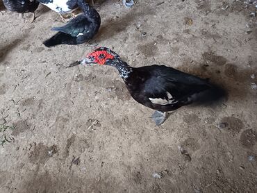 Ördəklər: Satılır: ördək və toyuq/quzuqoyun qarışıq həyət quşları - Növlər — 4