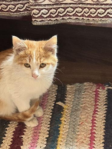 Кошка даром: Беспородная, 3 месяца, Мальчик, Приучена к лотку