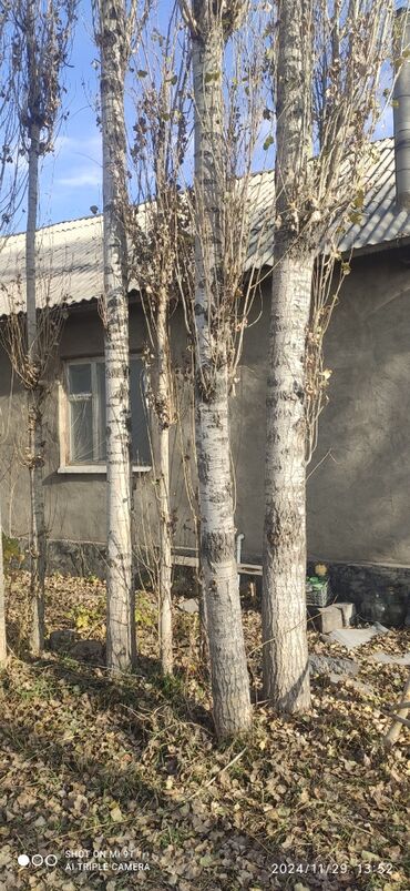 пеноплекс цена ош: Терек сатылат 3500с бирөөсү, Новопавловка, сүйлөшөбүз, Таластын тереги