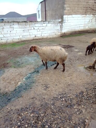 Qoyunlar, qoçlar: Qiymət cütünə ayıdır real alıcıya endirim olacaq boğaz heyvan di — 9