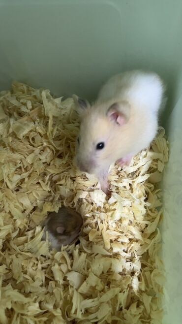 Gəmiricilər: Хомяки отдам за 1 манат! Кто желает напишите — 4