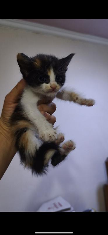 Кошки: Котики ищут дом и любящих хозяев))) есть котята 1,5 месяца и 3 — 9