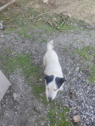 İtlər: Zvonok, 11 ay, Erkek, Peyvəndli -da lalafo.az — 10 İtlər: Zvonok, 11 ay, Erkek, Peyvəndli — 10