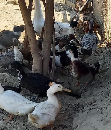 quş: Səsli ördəklər tam sağlam 6 aylıq lal ördəklədə barter edərəm — 1