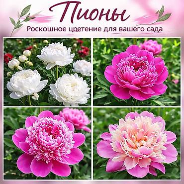 Другие садовые цветы и кустарники: Https://t.me/blooming_garden_kg Редкие и эффектные декоративные — 31