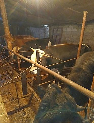 Inəklər, öküzlər: Inəklər, öküzlər — 1