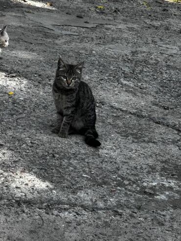 Отдам даром кошку: Кошка даром: Беспородная, Девочка — 6