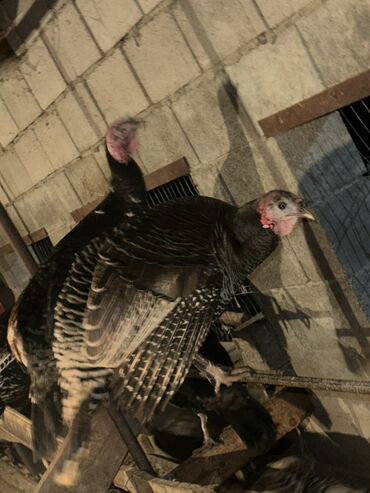 Индюки: Продаю | Индюк (самец) | Для разведения | Племенные — 5