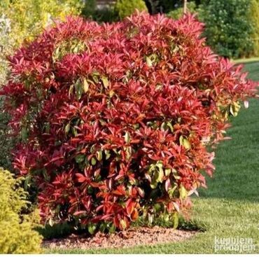 tapete bele: 🌈Fotinija (Photinia fraseri ‘Red Robin’) je prelep zimzeleni žbun