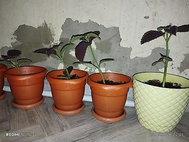 ev bitkisi: Kolyoz (Coleus) dekorativ yarpaqlı otaq bitkisi – qablarda şitillər və — 1