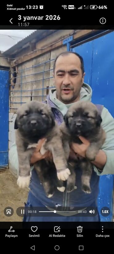 İtlər: Qafqaz çoban iti — 4