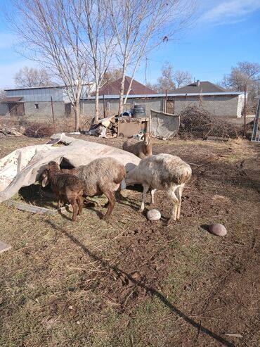 Бараны, овцы: Продаю | Овца (самка) | Для разведения | Матка — 8