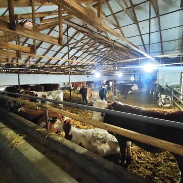 Torpaq sahələrinin satışı: Kənd təsərrüfatı, Mülkiyyətçi, Bələdiyyə, Kupça (Çıxarış) — 20