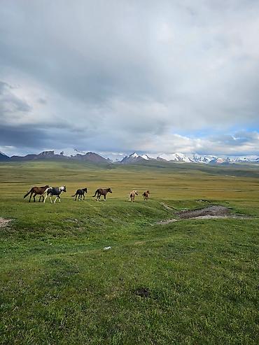 Продажа времянок: Сары джаз өрөнүндө эчкили-таш аймагында сарай, кашар сатылат — 7