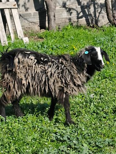 Козы, козлы: Продаю | Коза (самка), Козёл (самец), Козлёнок — 25