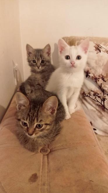 Pişiklər: Yaxşı əllərə — 2