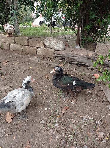 cucə inkubator satisi: Satılır: Misk ördəkləri (indo duck) 15 manatdan 30 manata kimi hamsini — 4