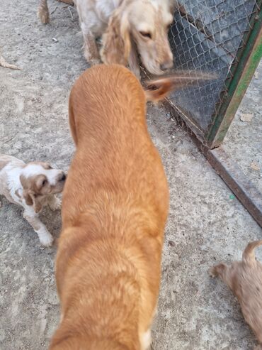 ingilis setteri it cinsinin digər adı: Spaniel balaları 1 aylıq
