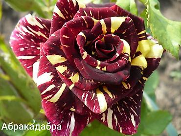 Роза: Саженцы — 16