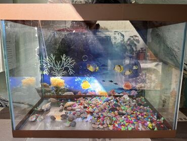 İtlər: Dördbucaq akvarium, Boş, 25 l, Ünvandan götürmə