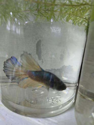 Аквариумы: Мы находимся а Беловодске! Аквариумные рыбки! черепахи тритоны !!!! — 11