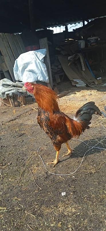 Куры, петухи: Продаю | Петух | Домашняя | На забой — 9