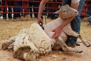 стрижка овец сокулук: Стрижка овец с бригадой;
Бригада менен кой кыркабыз