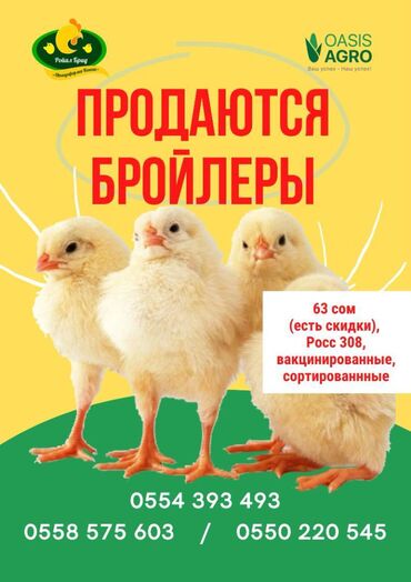 Куры, петухи: Цыплята бройлеров Идет запись на цыплят бройлеров! Росс 308