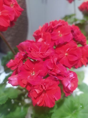 купить цветы комнатные: ПРОДАЮТСЯ сортовые Пеларгонии