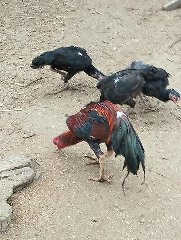 pisik sekli cekmek: Salam 11 aylıq xoruz və 3 fərə satılır .Hamısı öz heyvanlarının — 1