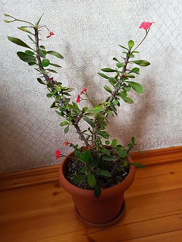 Digər bitkilər: Ev otaq gülləri – bir neçə növ 5-50 manat arası qiymət - — 11