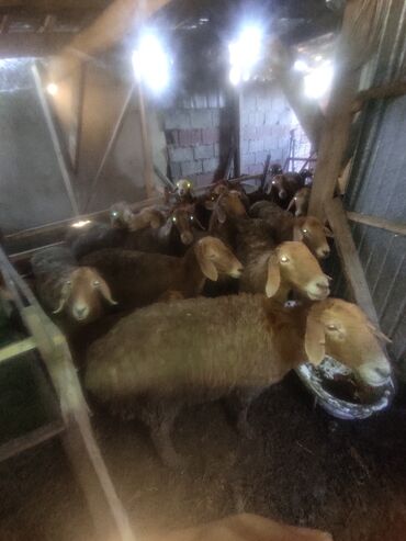 Другие животные: Арашан Кисар койлор келишим турдо саттабыз 15 баш козулары менен ала