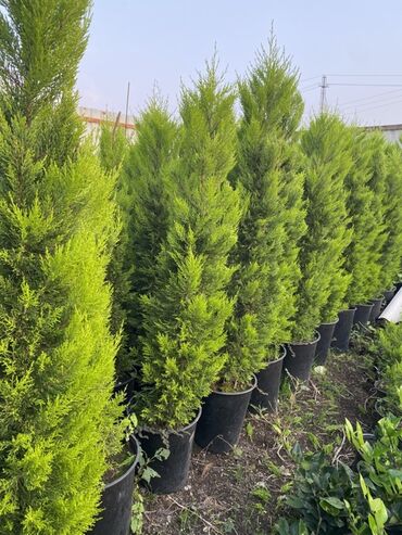 Şitillər: 🌿 Satılır – Dekorativ Həyət və Bağ Bitkiləri 🌳 Həyət və bağların — 2