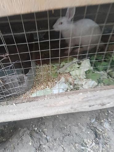 ucuz bala pisiklər: 8 edet dosadi ana dosadi — 4