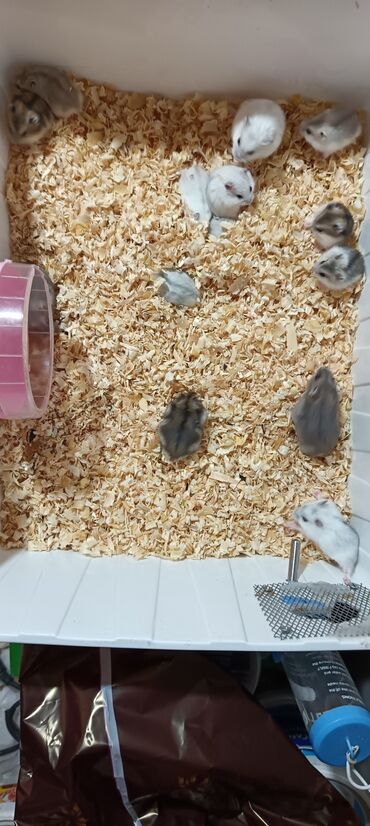 Gəmiricilər: Salam gördüyünüz cunqar hemsdırları sahipləndirilir kariçnivi ananın 4 — 9