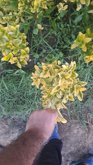 Tinglər: Həmişəyaşıl dekorativ kollar – qablarda - Növ: Euonymus japonicus — 9