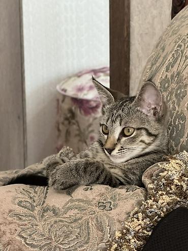 black cat: 4 месяца, Девочка, Приучена к лотку — 2