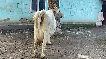 Коровы, быки: Продаю | Корова (самка) | Швицкая | Для молока — 12