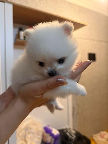 pomeranian: Şpitz, 2 ay, Dişi — 1