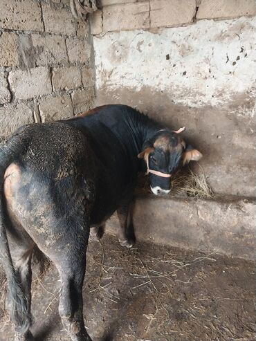 bmw 1 серия 125i at: Salam ana bala iney iney boxazdı isteyen elqe saxlya biler gelen ayın