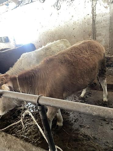 Коровы, быки: Продаю | Тёлка | На откорм | Отела не было, Привязанные — 7