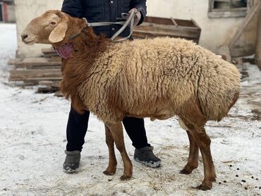 разведение животных: Продаю | Баран (самец) | Арашан | На забой, Для разведения