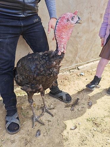 🥚 Damazlıq yumurta 2.50 🐥 Sağlam və aktiv balalar 7.50 manat ✅ Güclü