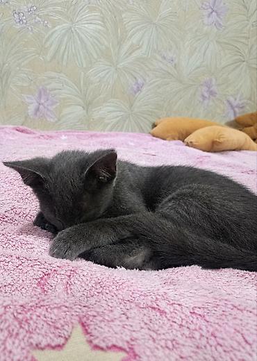 котята черные: Кошка даром: Беспородная, 2 месяца, Мальчик, Метис, Приучена к лотку, Проглистована — 4