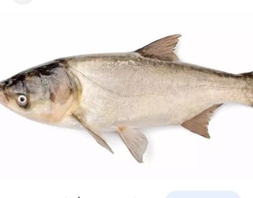 толстолоб рыба: Продается свежевыловленная рыба,толстолоб,карп,амур от 1 кг и выше