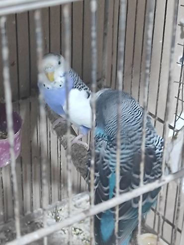 papağan: Hazır bala verən cütlər. yuva as bala al. altında yumurta olanlar — 2
