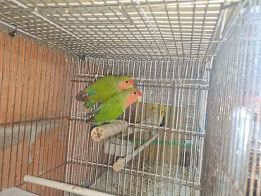 Tutuquşları: Məhsul: Dalmatinka/agapornis (lovebird) papuqayları – müxtəlif rəng — 3