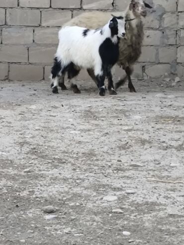 Keçi, çəpiş: Erkək, il: 1, Damazlıq, Ətlik
