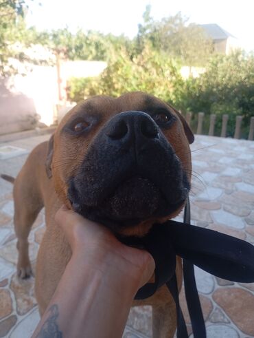 купить щенка кане корсо: Pitbul, 3 il, Erkek, Cütləşmə üçün